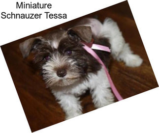 Miniature Schnauzer Tessa