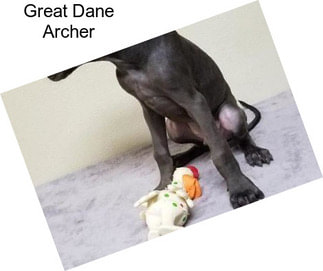 Great Dane Archer