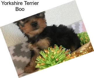 Yorkshire Terrier Boo