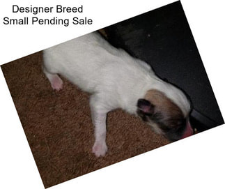 Designer Breed Small Pending Sale