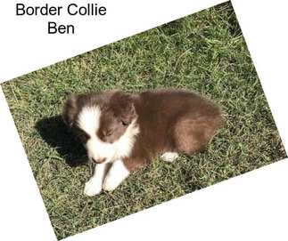 Border Collie Ben