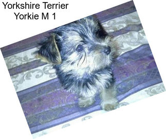 Yorkshire Terrier Yorkie M 1