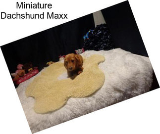 Miniature Dachshund Maxx