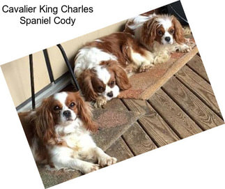 Cavalier King Charles Spaniel Cody