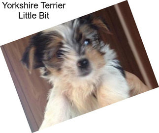 Yorkshire Terrier Little Bit