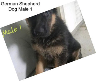 German Shepherd Dog Male 1