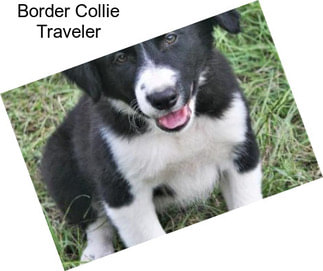 Border Collie Traveler