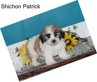 Shichon Patrick