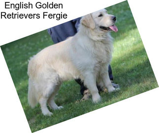 English Golden Retrievers Fergie