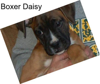 Boxer Daisy