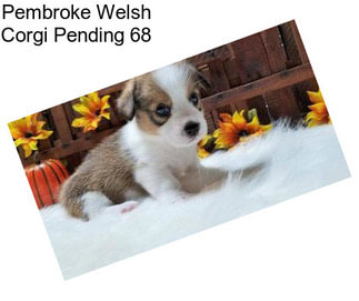 Pembroke Welsh Corgi Pending 68