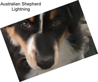 Australian Shepherd Lightning