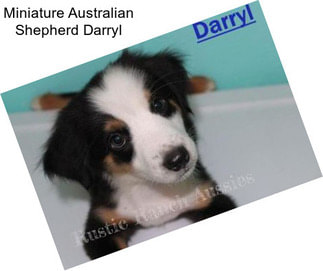 Miniature Australian Shepherd Darryl