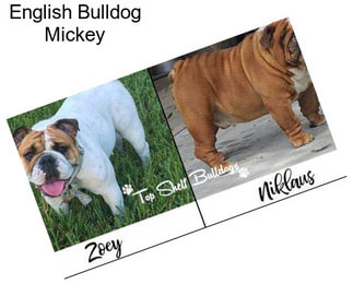 English Bulldog Mickey