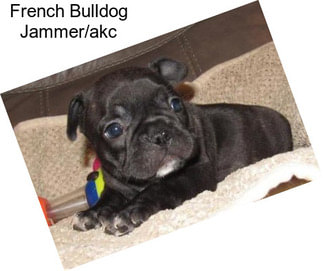 French Bulldog Jammer/akc