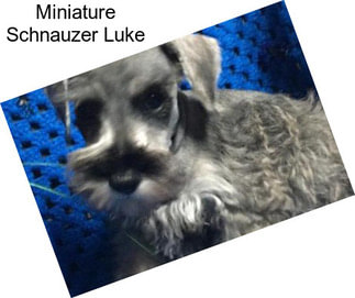 Miniature Schnauzer Luke