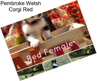 Pembroke Welsh Corgi Red