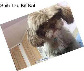 Shih Tzu Kit Kat