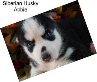 Siberian Husky Abbie