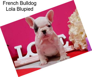 French Bulldog Lola Blupied