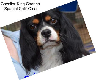 Cavalier King Charles Spaniel Calif Gina