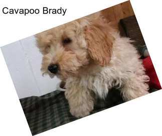 Cavapoo Brady