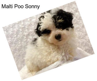 Malti Poo Sonny