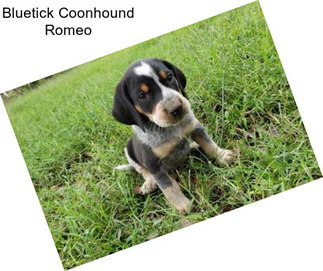 Bluetick Coonhound Romeo