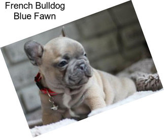 French Bulldog Blue Fawn