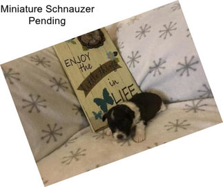 Miniature Schnauzer Pending