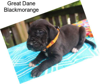 Great Dane Blackmorange