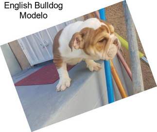 English Bulldog Modelo