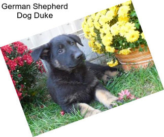 German Shepherd Dog Duke