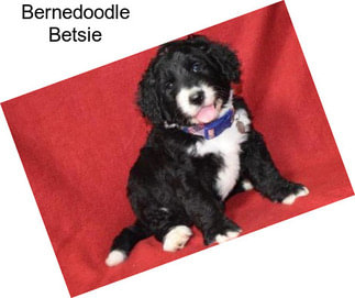 Bernedoodle Betsie