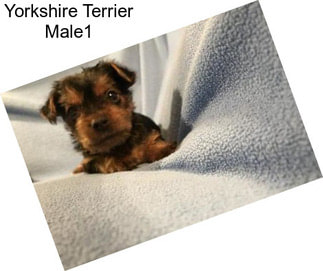 Yorkshire Terrier Male1