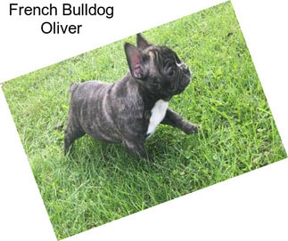 French Bulldog Oliver