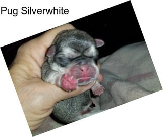 Pug Silverwhite
