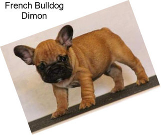 French Bulldog Dimon