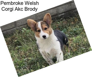 Pembroke Welsh Corgi Akc Brody