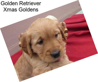 Golden Retriever Xmas Goldens