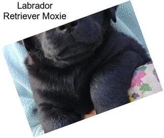 Labrador Retriever Moxie