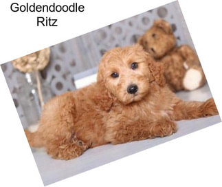 Goldendoodle Ritz