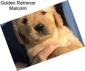 Golden Retriever Malcolm