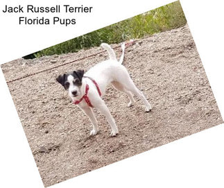 Jack Russell Terrier Florida Pups