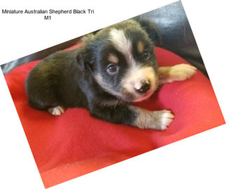 Miniature Australian Shepherd Black Tri M1