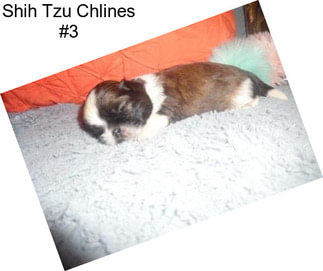 Shih Tzu Chlines #3