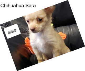 Chihuahua Sara