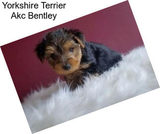 Yorkshire Terrier Akc Bentley