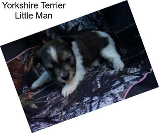 Yorkshire Terrier Little Man