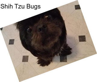 Shih Tzu Bugs